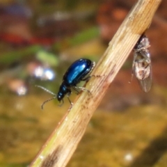 Altica sp. (genus) at Acton, ACT - 21 Feb 2020 12:23 PM