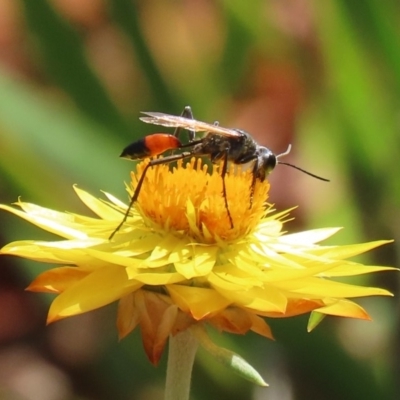 Podalonia tydei (Caterpillar-hunter wasp) at ANBG - 21 Feb 2020 by RodDeb