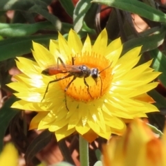 Podalonia tydei at Acton, ACT - 21 Feb 2020