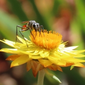 Podalonia tydei at Acton, ACT - 21 Feb 2020