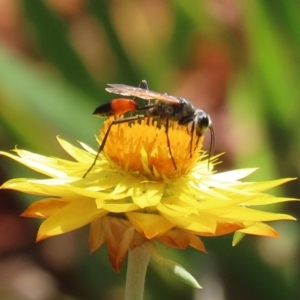 Podalonia tydei at Acton, ACT - 21 Feb 2020