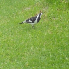 Grallina cyanoleuca (Magpie-lark) at Basin View, NSW - 22 Feb 2020 by Trishwildfire