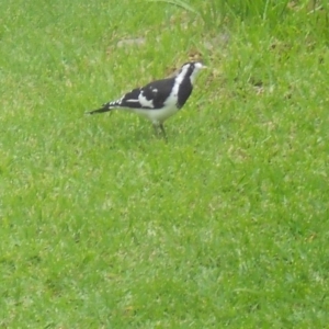 Grallina cyanoleuca at Basin View, NSW - 22 Feb 2020