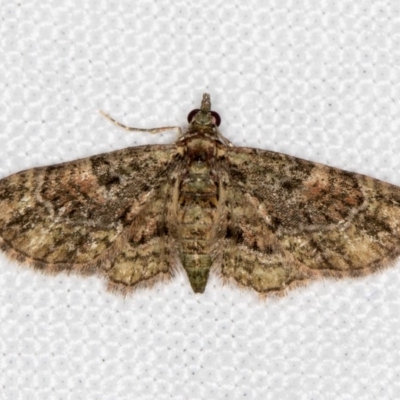 Chloroclystis catastreptes (Green and Brown Carpet) at Melba, ACT - 23 Dec 2017 by Bron