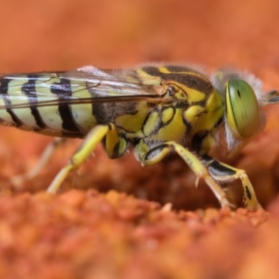 Bembix sp. (genus) (Unidentified Bembix sand wasp) at Hackett, ACT - 22 Feb 2020 by kdm