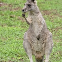 Macropus giganteus (Eastern Grey Kangaroo) at Wingecarribee Local Government Area - 22 Feb 2020 by Aussiegall