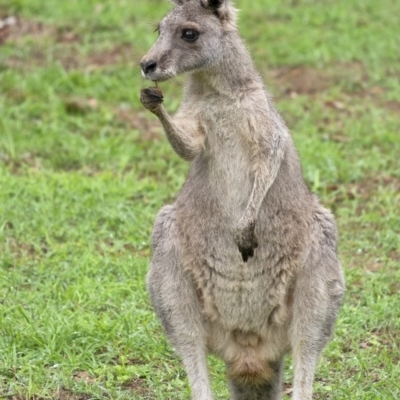Macropus giganteus (Eastern Grey Kangaroo) at Wingecarribee Local Government Area - 21 Feb 2020 by Aussiegall