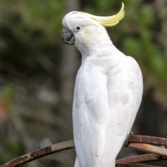 Cacatua galerita (Sulphur-crested Cockatoo) at Wingecarribee Local Government Area - 21 Feb 2020 by Aussiegall