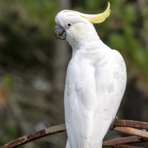 Cacatua galerita at Penrose, NSW - 21 Feb 2020