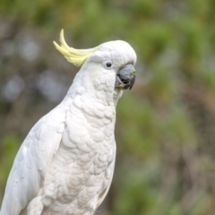 Cacatua galerita at Penrose, NSW - 21 Feb 2020