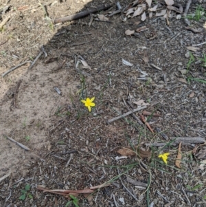 Tricoryne elatior at Higgins, ACT - 22 Feb 2020