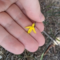 Tricoryne elatior at Higgins, ACT - 22 Feb 2020