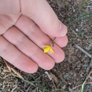 Tricoryne elatior at Higgins, ACT - 22 Feb 2020