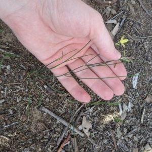 Tricoryne elatior at Higgins, ACT - 22 Feb 2020