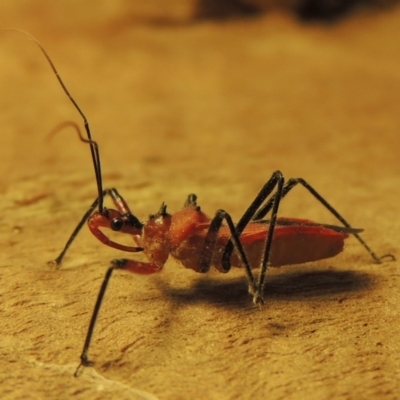 Gminatus australis (Orange assassin bug) at Pine Island to Point Hut - 19 Dec 2019 by michaelb