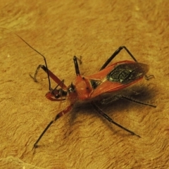 Gminatus australis at Bonython, ACT - 19 Dec 2019