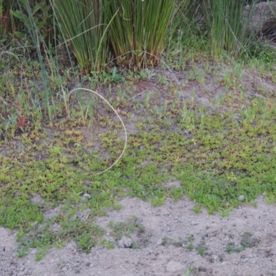 Ludwigia palustris (Marsh Purslane) at Tharwa, ACT - 19 Dec 2019 by MichaelBedingfield