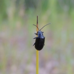 Altica sp. (genus) (Flea beetle) at Tharwa, ACT - 19 Dec 2019 by MichaelBedingfield