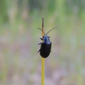 Altica sp. (genus) at Tharwa, ACT - 19 Dec 2019 08:20 PM