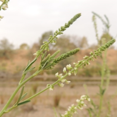 Melilotus albus (Bokhara) at Tharwa, ACT - 21 Dec 2019 by michaelb