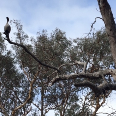 Chenonetta jubata (Australian Wood Duck) at Deakin, ACT - 22 Feb 2020 by KL