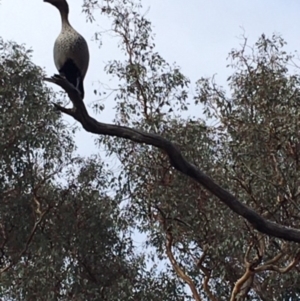 Chenonetta jubata at Deakin, ACT - 23 Feb 2020 08:45 AM