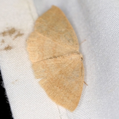 Casbia farinalis (Bleached Casbia) at Tidbinbilla Nature Reserve - 18 May 2018 by ibaird