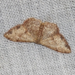 Idaea halmaea (Two-spotted Wave) at Cotter River, ACT - 7 Feb 2019 by ibaird