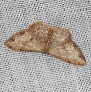 Idaea halmaea at Cotter River, ACT - 7 Feb 2019 09:45 PM