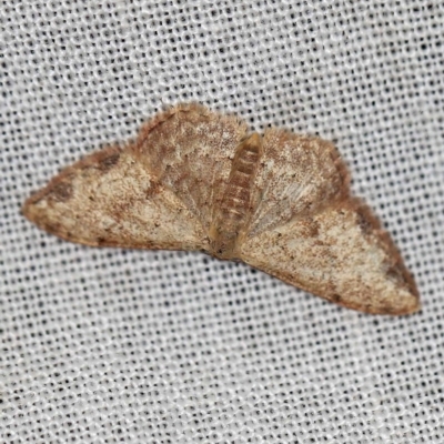 Idaea halmaea (Two-spotted Wave) at Namadgi National Park - 7 Feb 2019 by ibaird