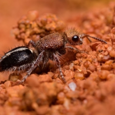 Mutillidae (family) (Unidentified Mutillid wasp or velvet ant) at Hackett, ACT - 22 Feb 2020 by kdm