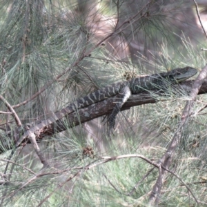 Intellagama lesueurii howittii at Uriarra Village, ACT - 23 Feb 2020 08:42 AM