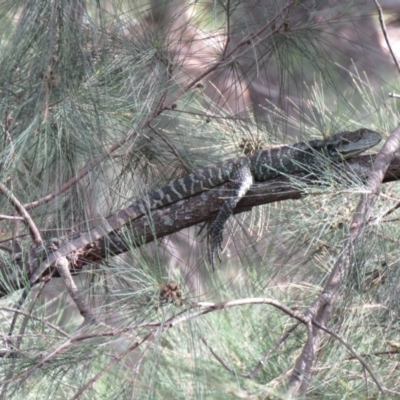 Intellagama lesueurii howittii (Gippsland Water Dragon) at Cotter Reserve - 22 Feb 2020 by SandraH