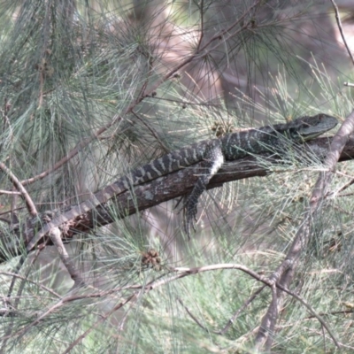 Intellagama lesueurii howittii (Gippsland Water Dragon) at Uriarra Village, ACT - 23 Feb 2020 by SandraH