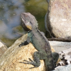 Intellagama lesueurii howittii at Uriarra Village, ACT - 23 Feb 2020