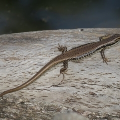 Eulamprus heatwolei (Yellow-bellied Water Skink) at Cotter Reserve - 22 Feb 2020 by SandraH