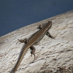 Eulamprus heatwolei at Uriarra Village, ACT - 23 Feb 2020