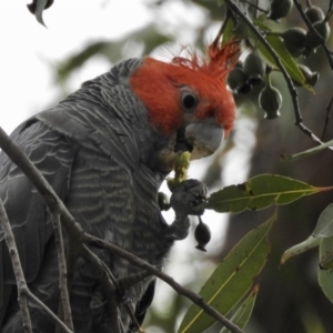 Callocephalon fimbriatum at Bargo River State Conservation Area - suppressed