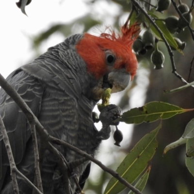 Callocephalon fimbriatum (Gang-gang Cockatoo) at Bargo River State Conservation Area - 10 Jan 2019 by GlossyGal