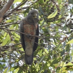 Callocephalon fimbriatum at Bargo River State Conservation Area - suppressed