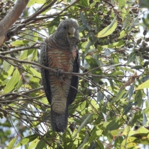 Callocephalon fimbriatum at Bargo River State Conservation Area - suppressed