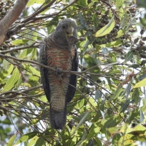 Callocephalon fimbriatum at Bargo River State Conservation Area - 11 Jan 2019