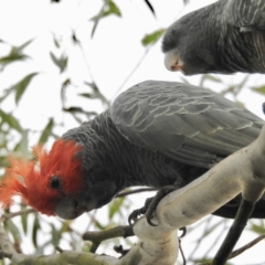 Callocephalon fimbriatum (Gang-gang Cockatoo) at Wingecarribee Local Government Area - 10 Mar 2019 by GlossyGal