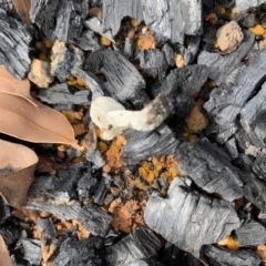 Agarics gilled fungi at Bendalong, NSW - 23 Feb 2020
