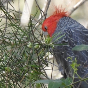 Callocephalon fimbriatum at Thirlmere Lakes National Park - suppressed