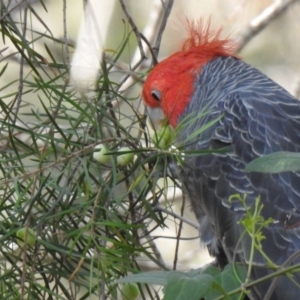 Callocephalon fimbriatum at Thirlmere Lakes National Park - 7 Oct 2019