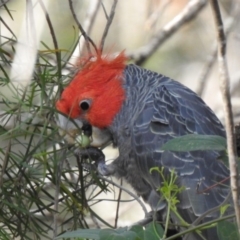 Callocephalon fimbriatum at Thirlmere Lakes National Park - 7 Oct 2019