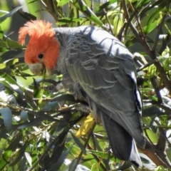 Callocephalon fimbriatum at Thirlmere Lakes National Park - suppressed