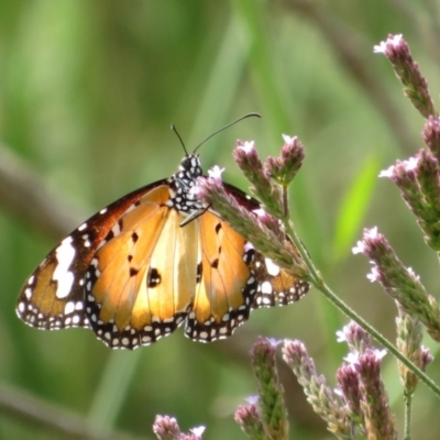 Danaus petilia (Lesser wanderer) at Molonglo Valley, ACT - 23 Feb 2020 by Christine