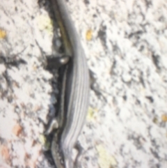 Pseudemoia sp (genus) (A skink) at Kosciuszko National Park - 23 Feb 2020 by BrianHerps